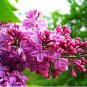 50 Pcs Bonsai Lilac Plant Japanese Lilac (Extremely Fragrant) Clove Flower Bonsai Lilac Trees