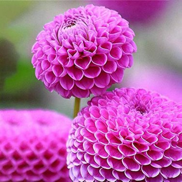 100 Pcs Giant Allium Giganteum Globemaster Beautiful Flower Seeds