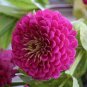 100 Pcs Giant Allium Giganteum Globemaster Beautiful Flower Seeds