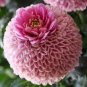 100 Pcs Giant Allium Giganteum Globemaster Beautiful Flower Seeds