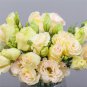 200 Pcs Eustoma Seed Perennial Flowering Plants Lisianthus Multicolor