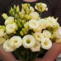 200 Pcs Eustoma Seed Perennial Flowering Plants Lisianthus Multicolor