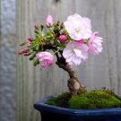10 Pcs Bonsai Tree Japanese Sakura Bonsai Rare Japanese Cherry Blossoms Flowers