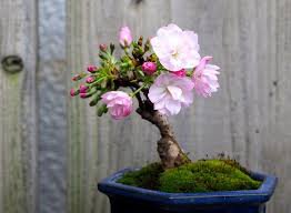 10 Pcs Bonsai Tree Japanese Sakura Bonsai Rare Japanese Cherry Blossoms Flowers