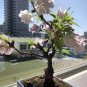 10 Pcs Bonsai Tree Japanese Sakura Bonsai Rare Japanese Cherry Blossoms Flowers