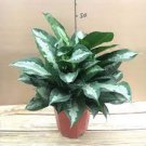 100 Pcs Rare Color Aglaonema Bonsai