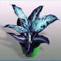 100 Pcs Rare Color Aglaonema Bonsai