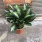 100 Pcs Rare Color Aglaonema Bonsai