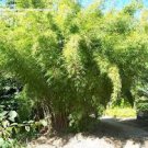 20 Pcs Fargesia fungosa Bamboo Seed Hardy clumping Type Garden Decoration Bonsai
