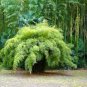 20 Pcs Fargesia fungosa Bamboo Seed Hardy clumping Type Garden Decoration Bonsai