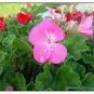 10 Pcs Rare Centipede Coral Geranium Bonsai Garden & Home Bonsai Plant