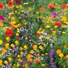 200 Pcs Wildflowers Combination Bonsai Waterlogging Tolerance Wildflowers