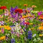 200 Pcs Wildflowers Combination Bonsai Waterlogging Tolerance Wildflowers