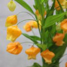 60 Pcs Sandersonia Bonsai,Sandersonia, Rare Precious Flowers