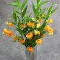 60 Pcs Sandersonia Bonsai,Sandersonia, Rare Precious Flowers