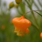 60 Pcs Sandersonia Bonsai,Sandersonia, Rare Precious Flowers
