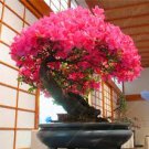 10 Pcs Bonsai Tree Japanese Sakura Bonsai Rare Japanese Cherry Blossoms Flowers
