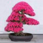 10 Pcs Bonsai Tree Japanese Sakura Bonsai Rare Japanese Cherry Blossoms Flowers