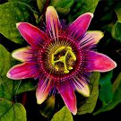 20 Pcs Passion Flower Bonsai Perennial Evergreen Climbing Woody Vine Climbing Flower Potted Plants