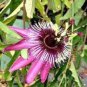 20 Pcs Passion Flower Bonsai Perennial Evergreen Climbing Woody Vine Climbing Flower Potted Plants