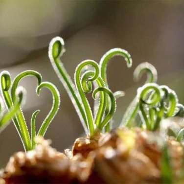 100 Pcs Latifolia Spring Grass Bonsai Albuca Namaquensis Spiral Grass Bonsai