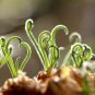 100 Pcs Latifolia Spring Grass Bonsai Albuca Namaquensis Spiral Grass Bonsai
