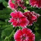 50 Pcs Dianthus Chinensis Bonsai Mix Color Flower Bonsai