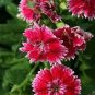 50 Pcs Dianthus Chinensis Bonsai Mix Color Flower Bonsai