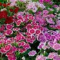 50 Pcs Dianthus Chinensis Bonsai Mix Color Flower Bonsai