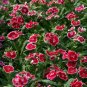 50 Pcs Dianthus Chinensis Bonsai Mix Color Flower Bonsai