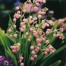 50 Pcs Colorful Bell Orchid Lily of The Valley Perennia Flower Bonsai