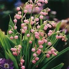 50 Pcs Colorful Bell Orchid Lily of The Valley Perennia Flower Bonsai