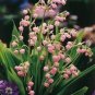 50 Pcs Colorful Bell Orchid Lily of The Valley Perennia Flower Bonsai