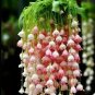50 Pcs Colorful Bell Orchid Lily of The Valley Perennia Flower Bonsai