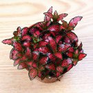 100 Pcs Fittonia Verschaffeltii Bonsai Mini Easy Planting Balcony Fun Indoor Potted Flowers