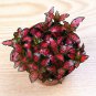 100 Pcs Fittonia Verschaffeltii Bonsai Mini Easy Planting Balcony Fun Indoor Potted Flowers