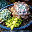 100 Pcs Rainbow Succulent Bonsai Seedling Perennial Office Mini Bonsai Plant