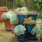 100 Pcs Rainbow Succulent Bonsai Seedling Perennial Office Mini Bonsai Plant