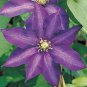 50 Pcs Clematis Potted Clematis Garden Flowers