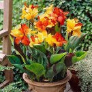 100 Pcs Dwarf Bonsai Canna Lily Outdoor Tropical Bronze Scarlet Foliage Perennial Potted