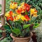 100 Pcs Dwarf Bonsai Canna Lily Outdoor Tropical Bronze Scarlet Foliage Perennial Potted
