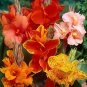 100 Pcs Dwarf Bonsai Canna Lily Outdoor Tropical Bronze Scarlet Foliage Perennial Potted