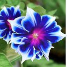 100 Pcs Morning Glory Seeds Blue Glory Fragrant Garden Climbing Flowers Hanging Out Plants 100 Pcs Morning Glory Seeds Blue Glory Fragrant Garden Climbing Flowers Hanging Out Plants