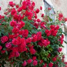 100 Pcs Rose 'Paul's Scarlet' (Climbing) Hardy Shrub Bonsai