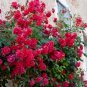 100 Pcs Rose 'Paul's Scarlet' (Climbing) Hardy Shrub Bonsai
