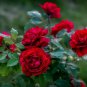 100 Pcs Rose 'Paul's Scarlet' (Climbing) Hardy Shrub Bonsai