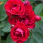 100 Pcs Rose 'Paul's Scarlet' (Climbing) Hardy Shrub Bonsai