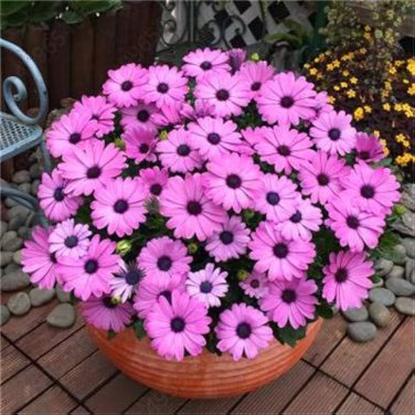 100 Pcs Purple Osteospermum Bonsai Potted Flowering Plants Blue Daisy Flower Bonsai