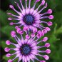 100 Pcs Purple Osteospermum Bonsai Potted Flowering Plants Blue Daisy Flower Bonsai