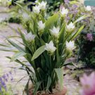 50 Pcs Thailand Pink Curcuma Bonsai Also Called Siam Tulip Rare Flower Bonsai